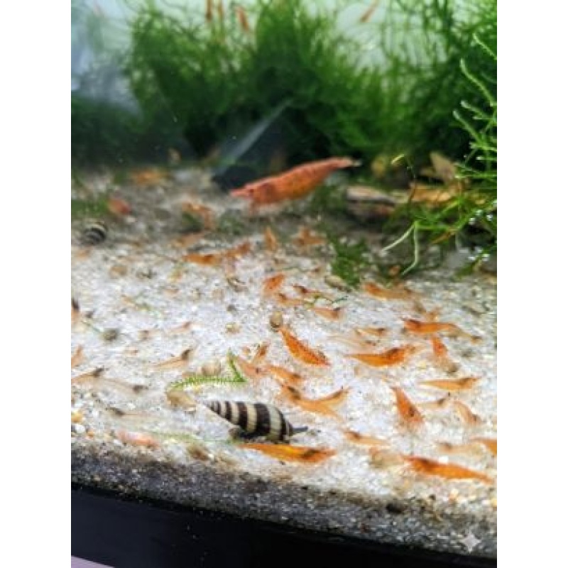40 + Orange Sunkist Shrimp - Free 2 day Shipping FedEx or UPS