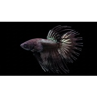 Premium Male Crowntail Betta