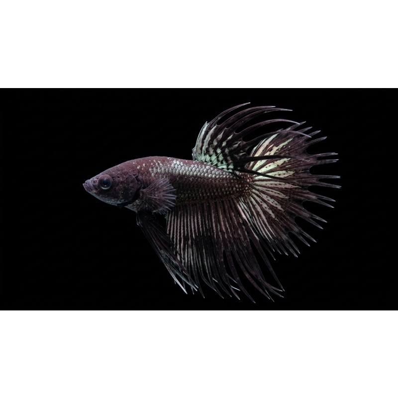 Premium Male Crowntail Betta