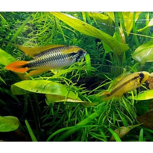 Young Breeding pair Apistogramma agassizzi  double red
