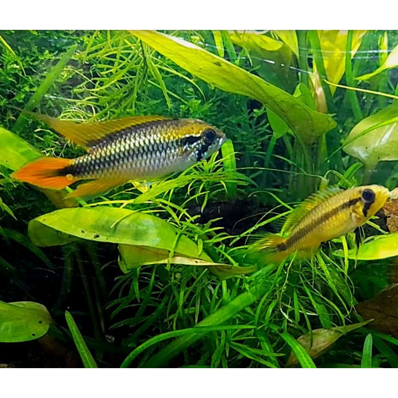 Young Breeding pair Apistogramma agassizzi  double red