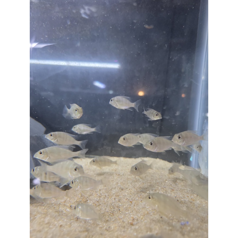 Geophagus Red Head Tapajós – Juveniles (1–1.5")
