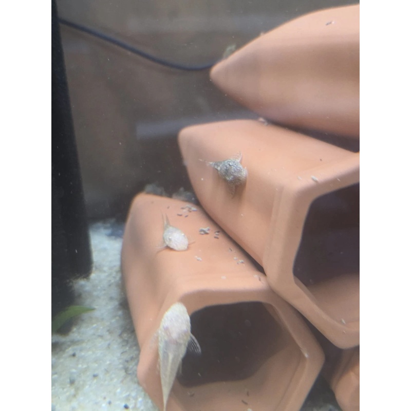 Bristlenose Pleco Normal or Albino