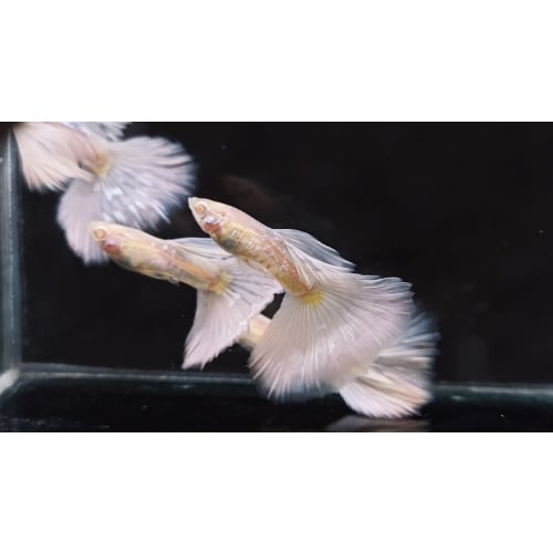 Albino cobra white tail pair