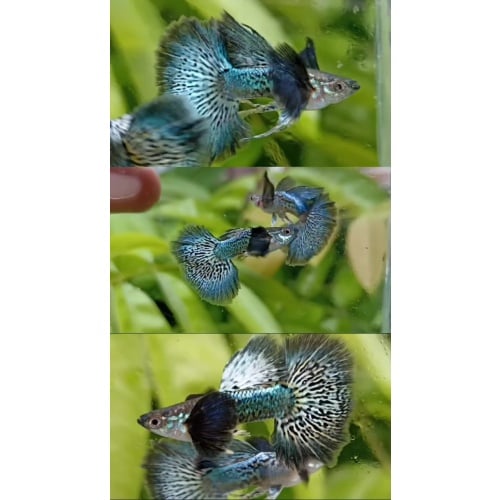 Green dragon pair