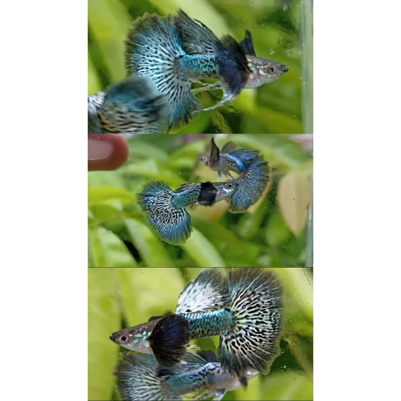 Green dragon pair