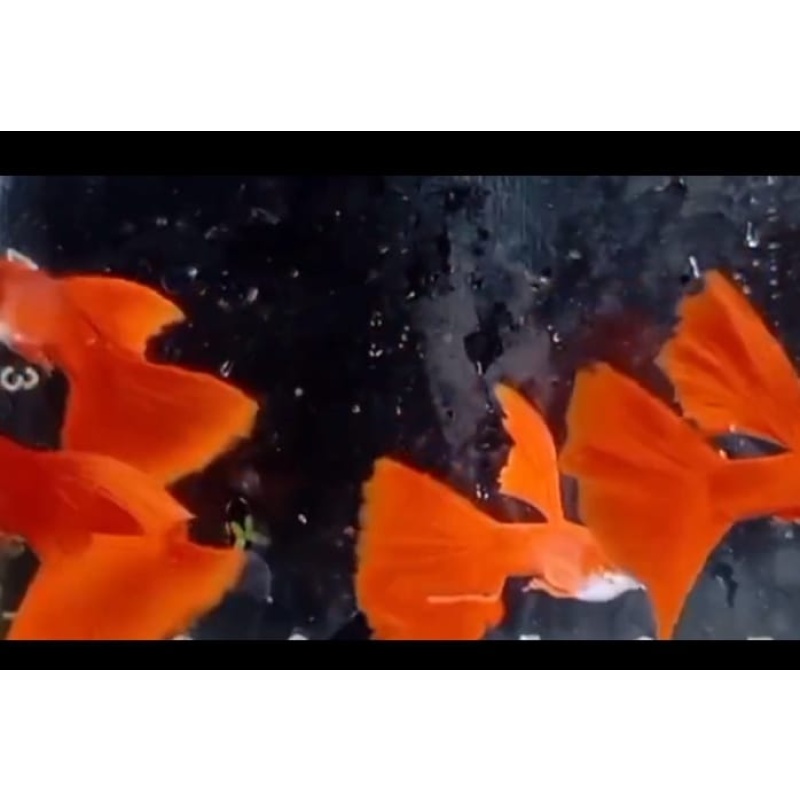 Albino full red pair