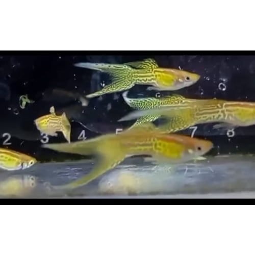 Yellow cobra doublesword tail