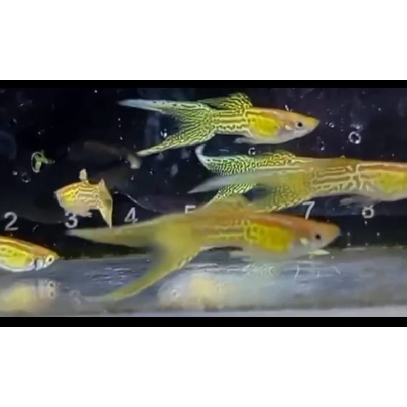 Yellow cobra doublesword tail