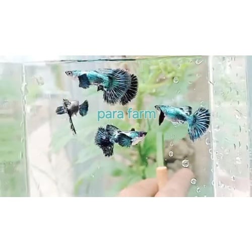 Green turquoise