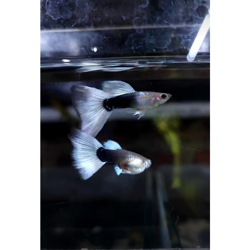 HB White pair
