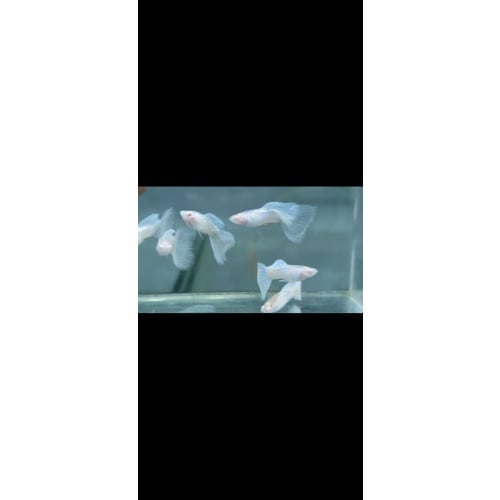 Albino silver lace pair
