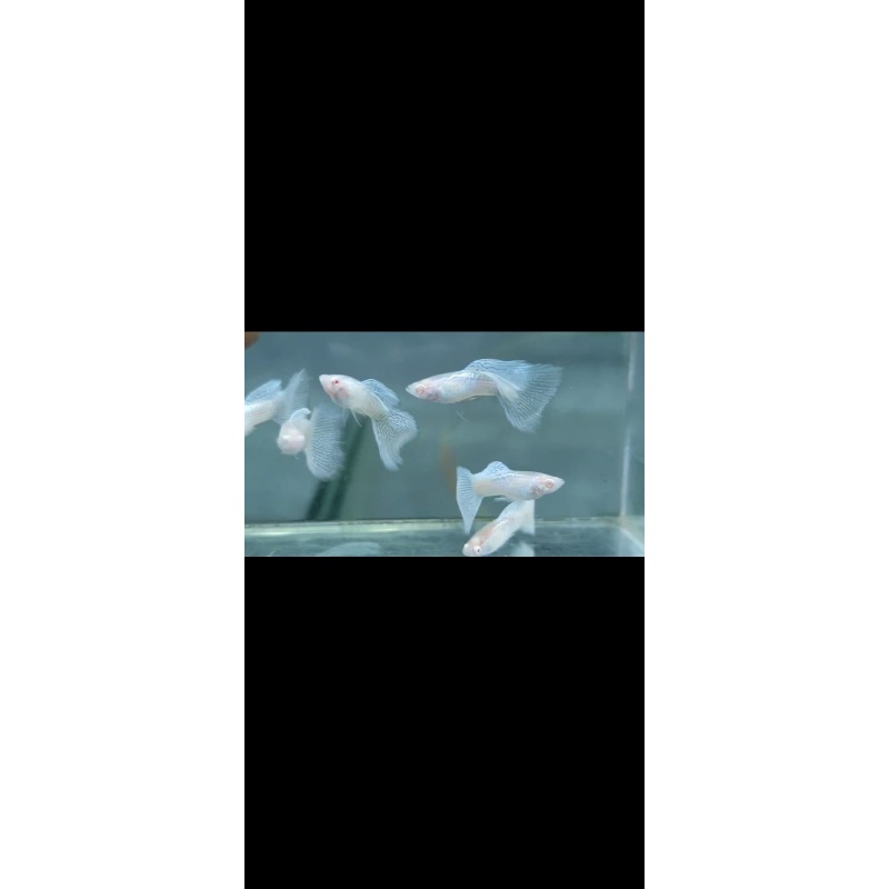 Albino silver lace pair