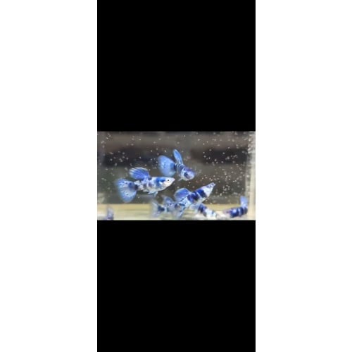 Blue tiger pair