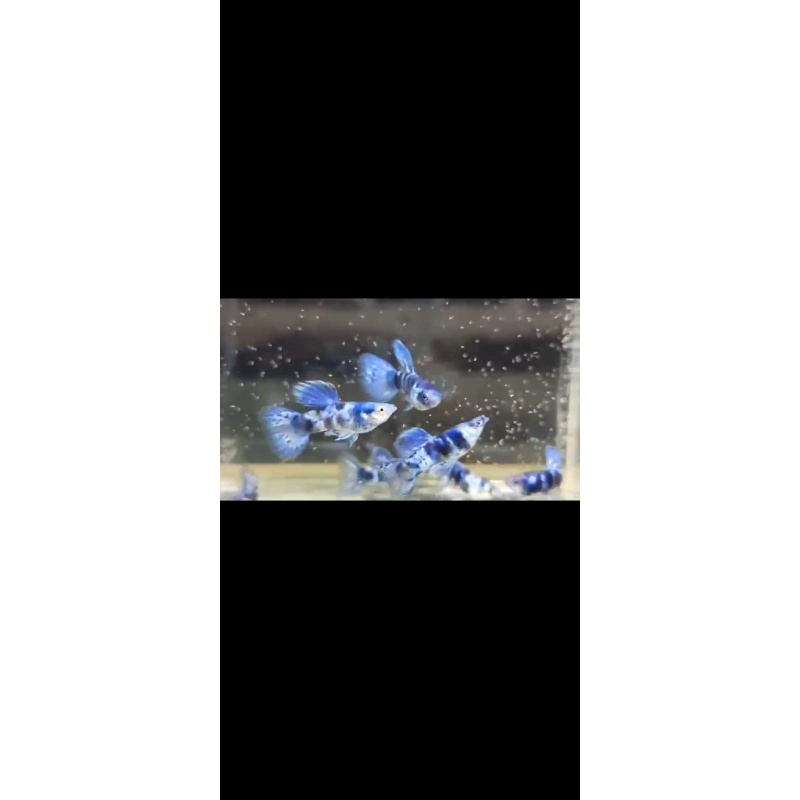 Blue tiger pair