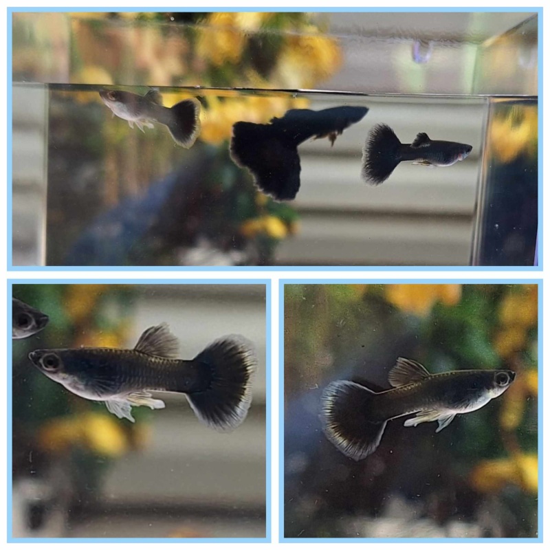 Donation Auction Black Metal/Full Black Guppies