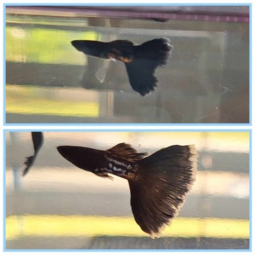 Donation Auction Black Metal/Full Black Guppies