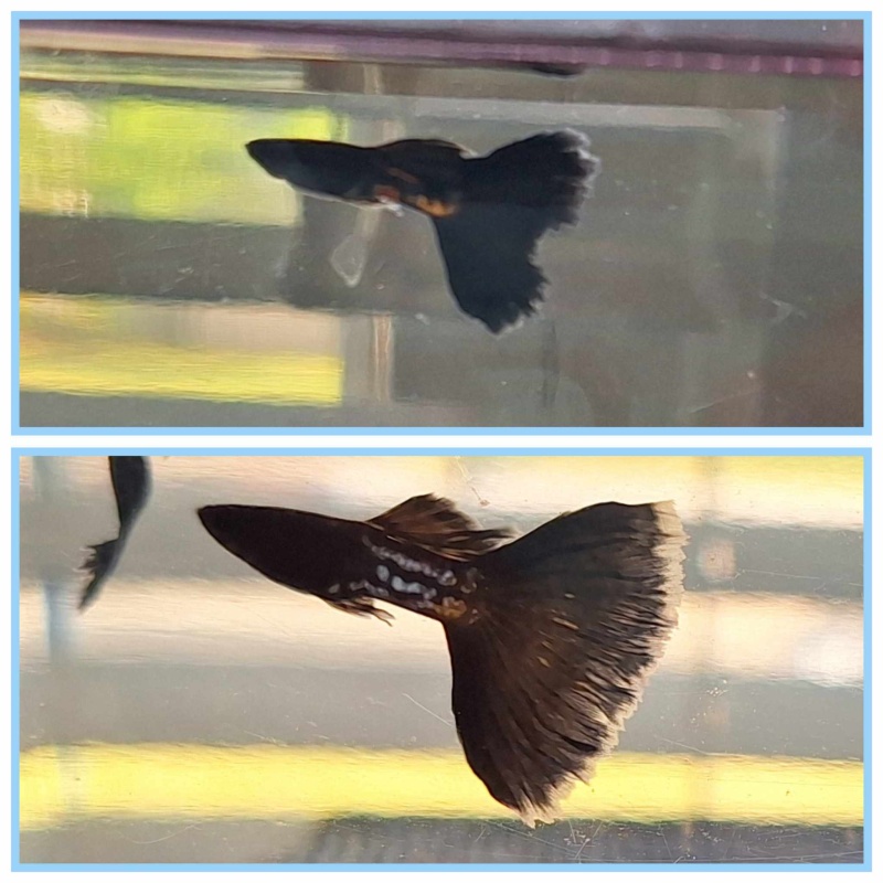 Donation Auction Black Metal/Full Black Guppies