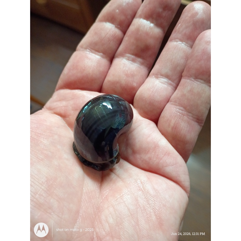 True Purple Mystery Snails x2