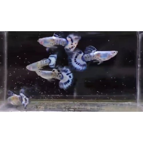 Ivory pair