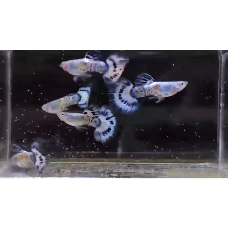Ivory pair