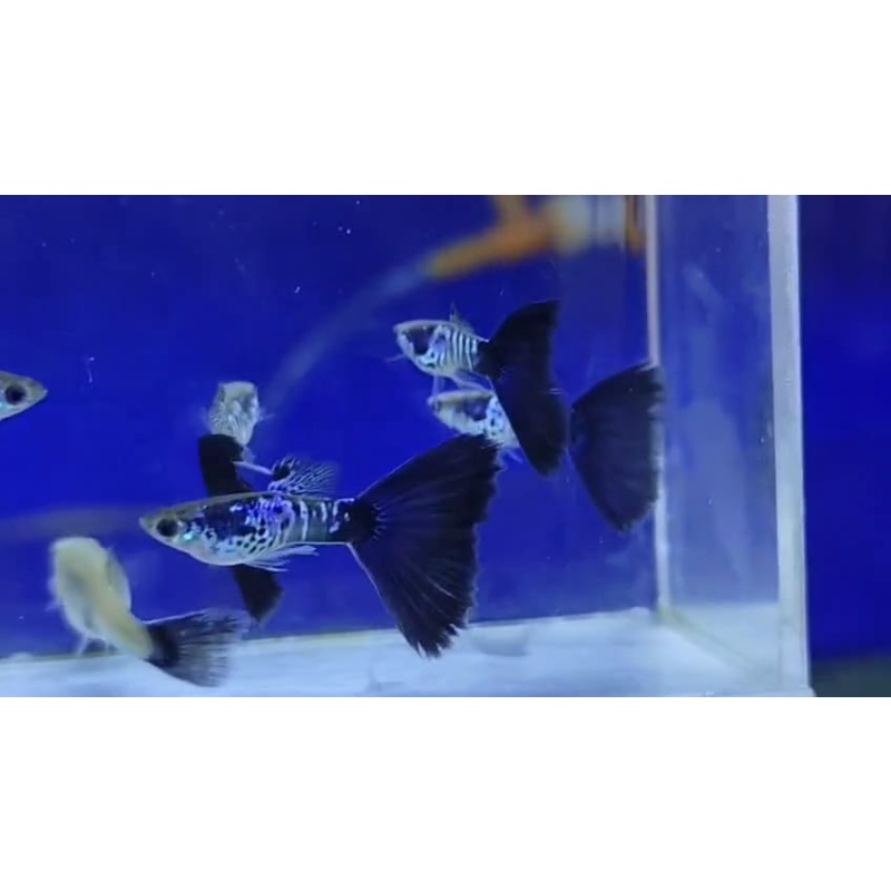 Galaxy black tail pair