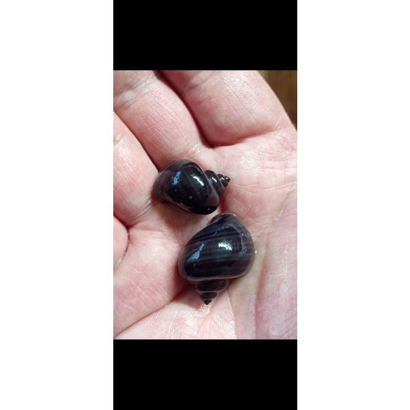 (true) Purple Mystery Snails