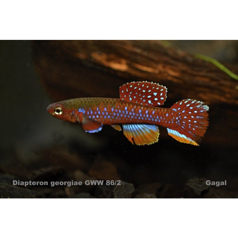 Diapteron georgiae GWW 86/2