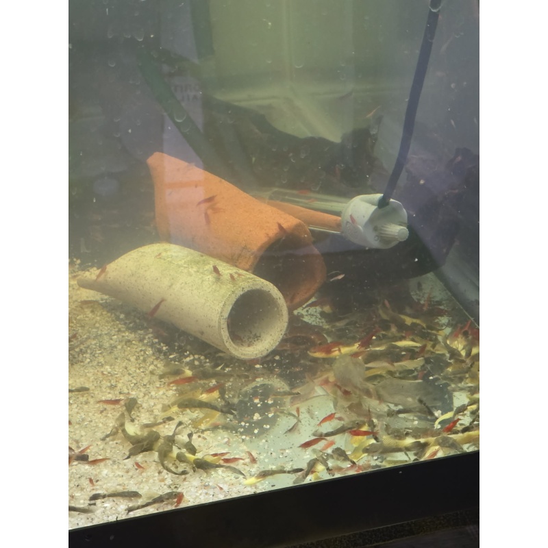 Longfin Green Dragon Bristlenose Plecos