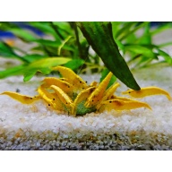 10+1 24k Golden Back Neocaridina Dwarf Shrimp - FAST SHIPPING