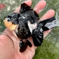 Fancy Goldfish Thai Oranda Mix Color 2-3.5 body