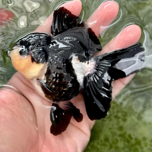Fancy Goldfish Thai Oranda Mix Color 2-3.5 body