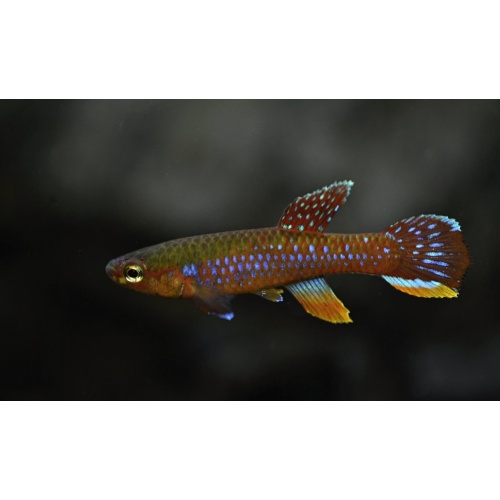 Diapteron georgiae GWW 86/2