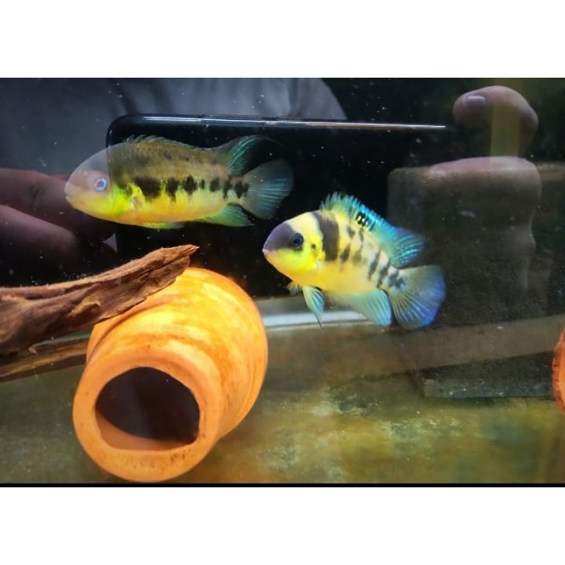 Amatitlania Nanoluteus! 6 pack! Cares list species!