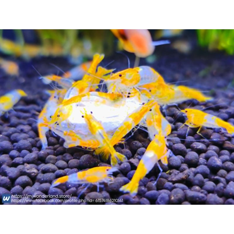 10+1 Yellow/Orange Rili Neocaridina Dwarf Shrimp - FAST SHIPPING