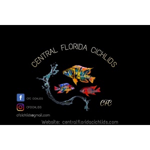 Central Florida Cichlids