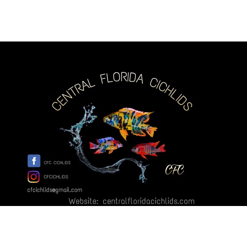 Central Florida Cichlids