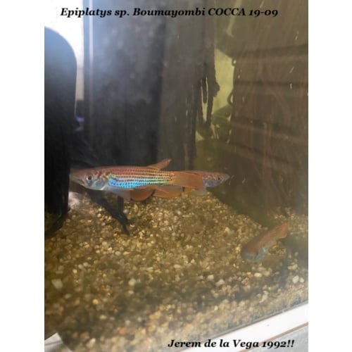 Epiplatys sp. Boumayombi COCCA 19-09