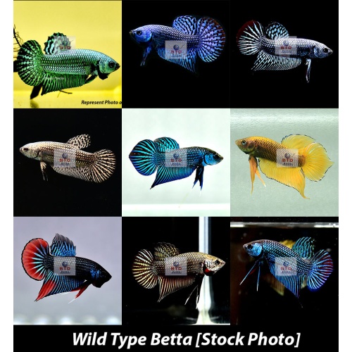 Male Wild Type Betta Premium Grade from Thailand