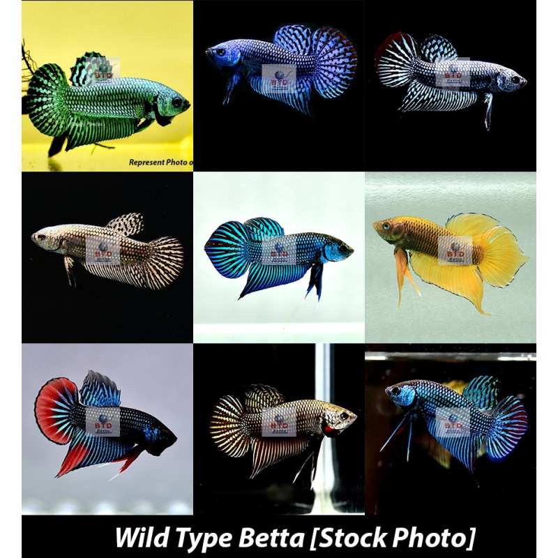 Male Wild Type Betta Premium Grade from Thailand