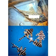 4 large juvenile F2 juveniles from wild caught L333 Super Xingu male