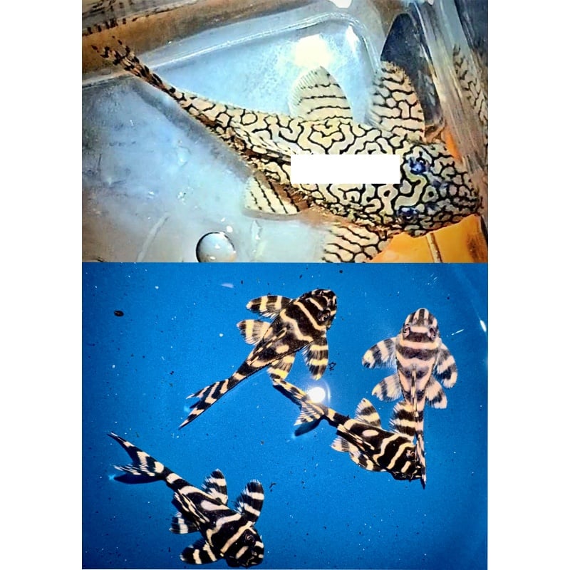 4 large juvenile F2 juveniles from wild caught L333 Super Xingu male
