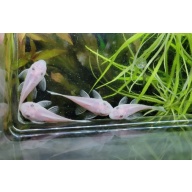 Snow White Pleco 8 Pack