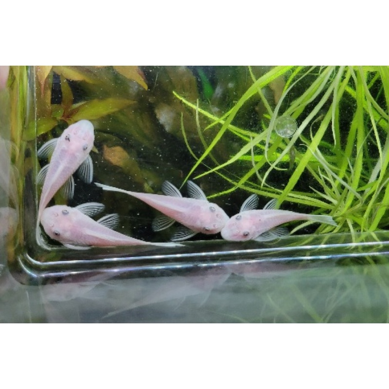 Snow White Pleco 8 Pack