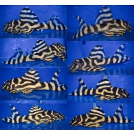 4 young adult L333 gold AA breeder 1Male 3Females