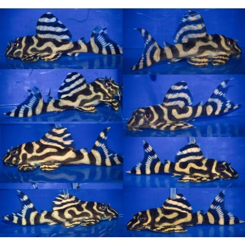 4 young adult L333 gold AA breeder 1Male 3Females