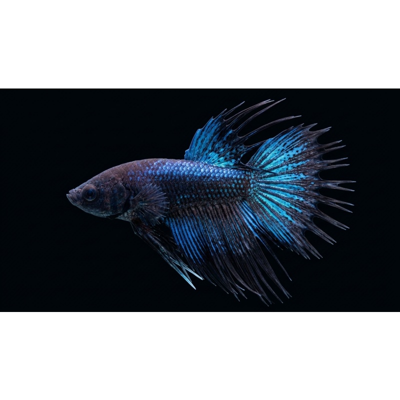Premium Male Crowntail Betta