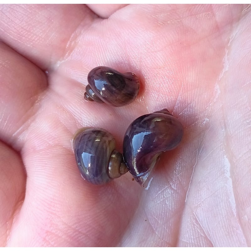 (true) Purple Mystery Snails