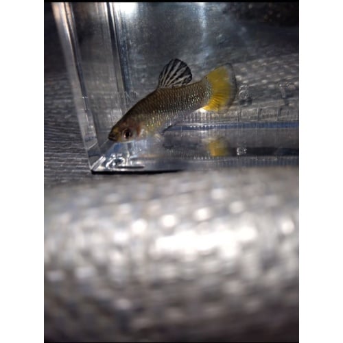 Limia Perugiae Trio!