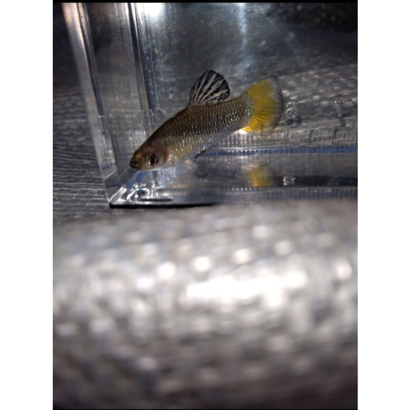 Limia Perugiae Trio!